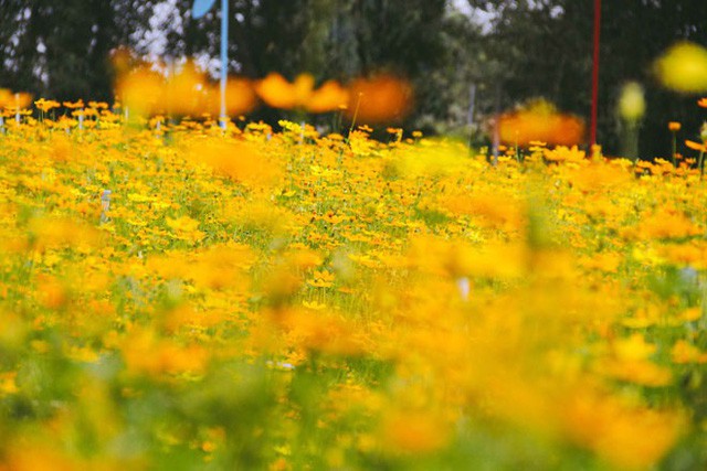 Không thể tin nổi giữa Sài Gòn có cánh đồng hoa đẹp đến thế! - Ảnh 4.