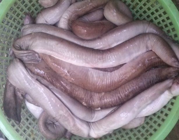 Những đặc sản siêu “độc” từ 4 loài cá xấu xí - Ảnh 5.