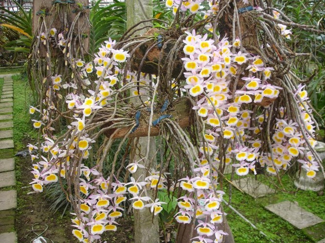 10 loại lan rừng đắt đỏ được ưa chuộng tại Việt Nam - Ảnh 10.