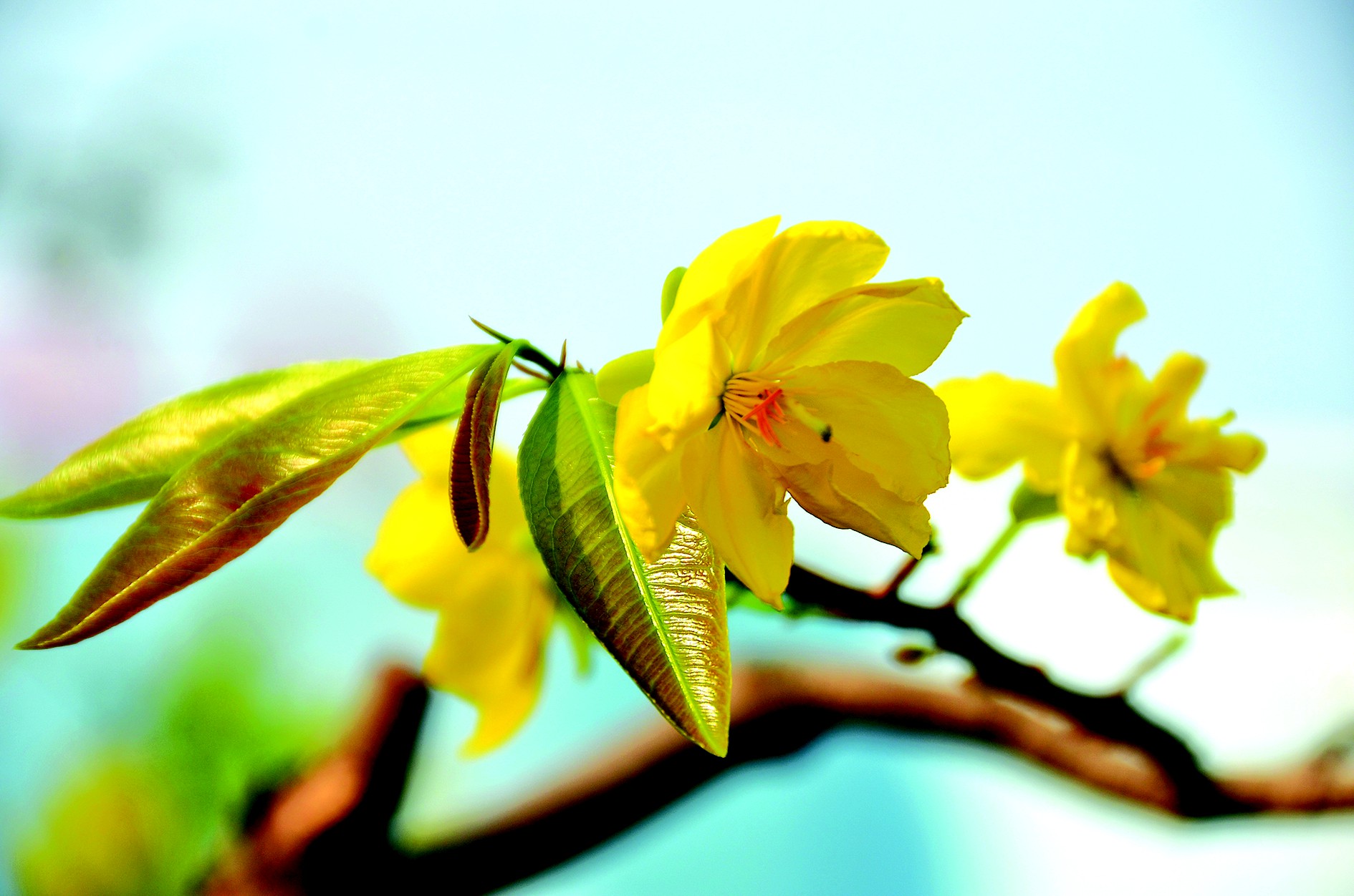 Bộ sưu tập những hình ảnh hoa đào ngày xuân đẹp nhất giúp bạn cảm nhận  không khí tết đang về phần 2  Đài phát thanh và truyền hình Vĩnh Phúc