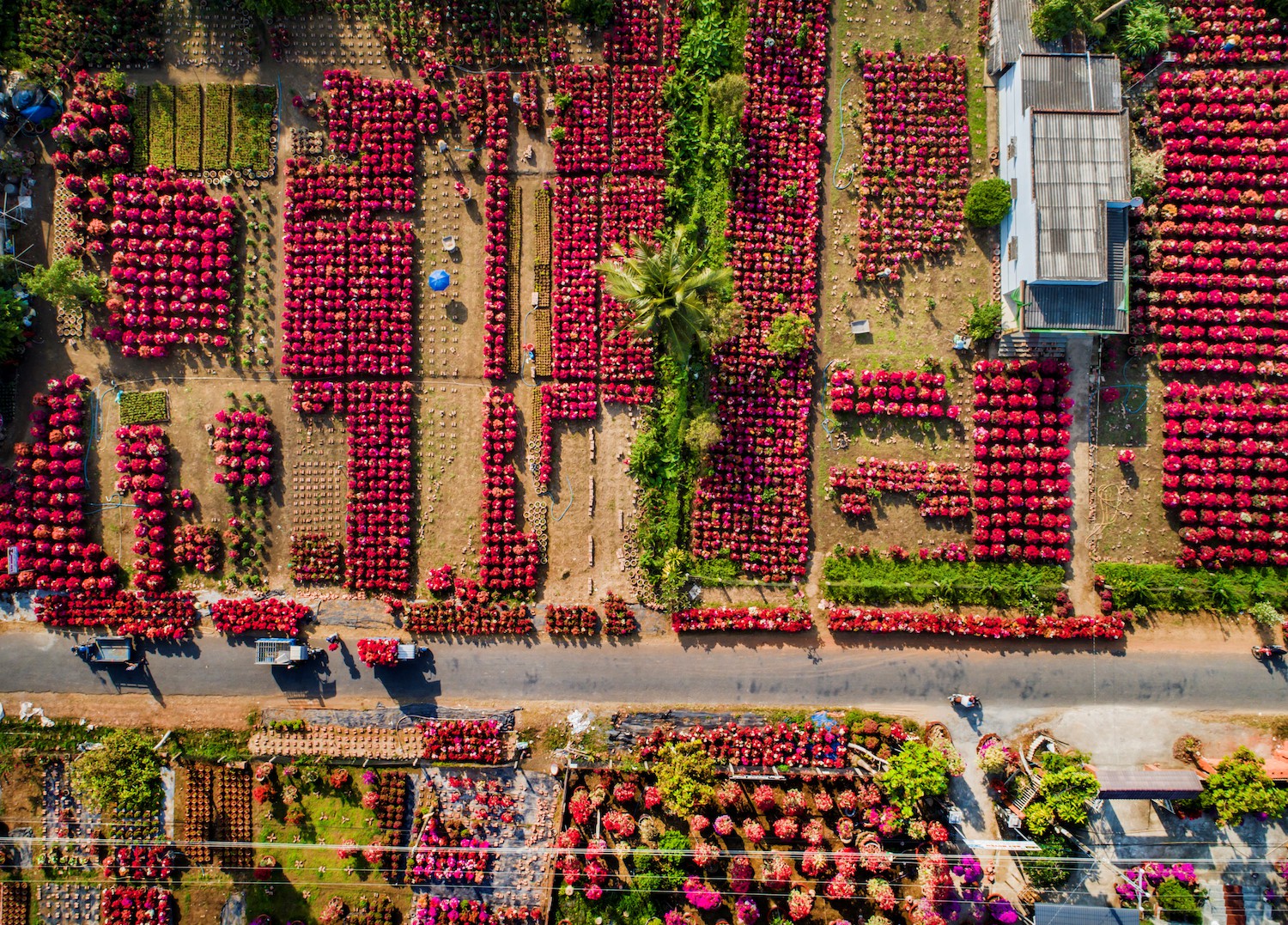 Làng Hoa Giấy Bến Tre