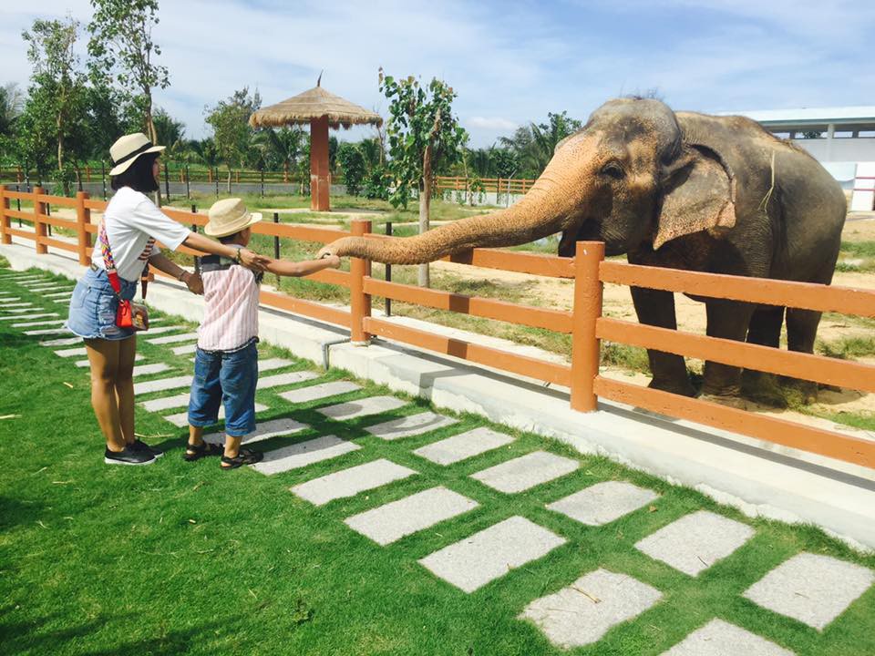 Khám phá FLC Zoo Safari Park – vườn thú độc đáo tại Quy Nhơn