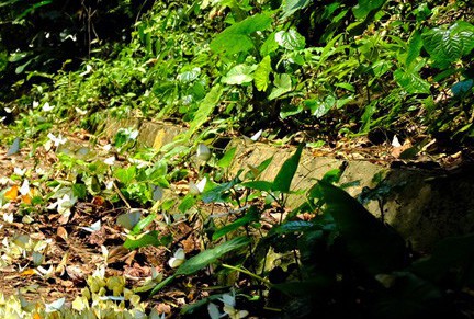 Chiếc cúc quần tại hiện trường vụ án đôi tình nhân bị làm nhục