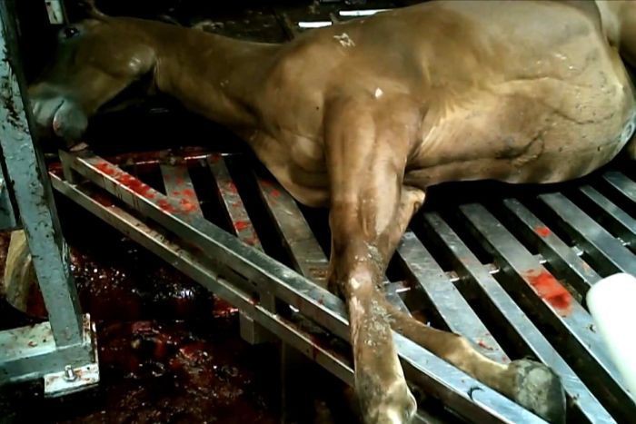 Úc: Giết thịt ngựa đua xuất khẩu sang châu Âu, Nhật Bản, Nga - Ảnh 1.