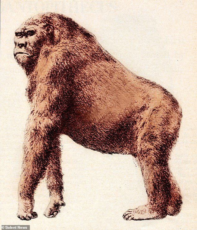 Вымершие обезьяны. Вымершая обезьяна Гигантопитек. Гигантопитеки (Gigantopithecus. Гигантопитек Блэки. Гигантопитеки вымершие приматы.