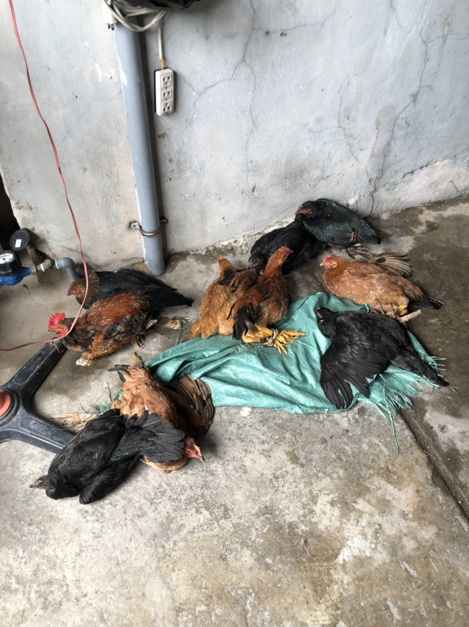 Thông tin bất ngờ vụ nhà hàng tính phí hấp gà 300.000 đồng/lần - Ảnh 2. Thông tin bất ngờ vụ nhà hàng tính phí hấp gà 300.000 đồng/lần - Ảnh 2.