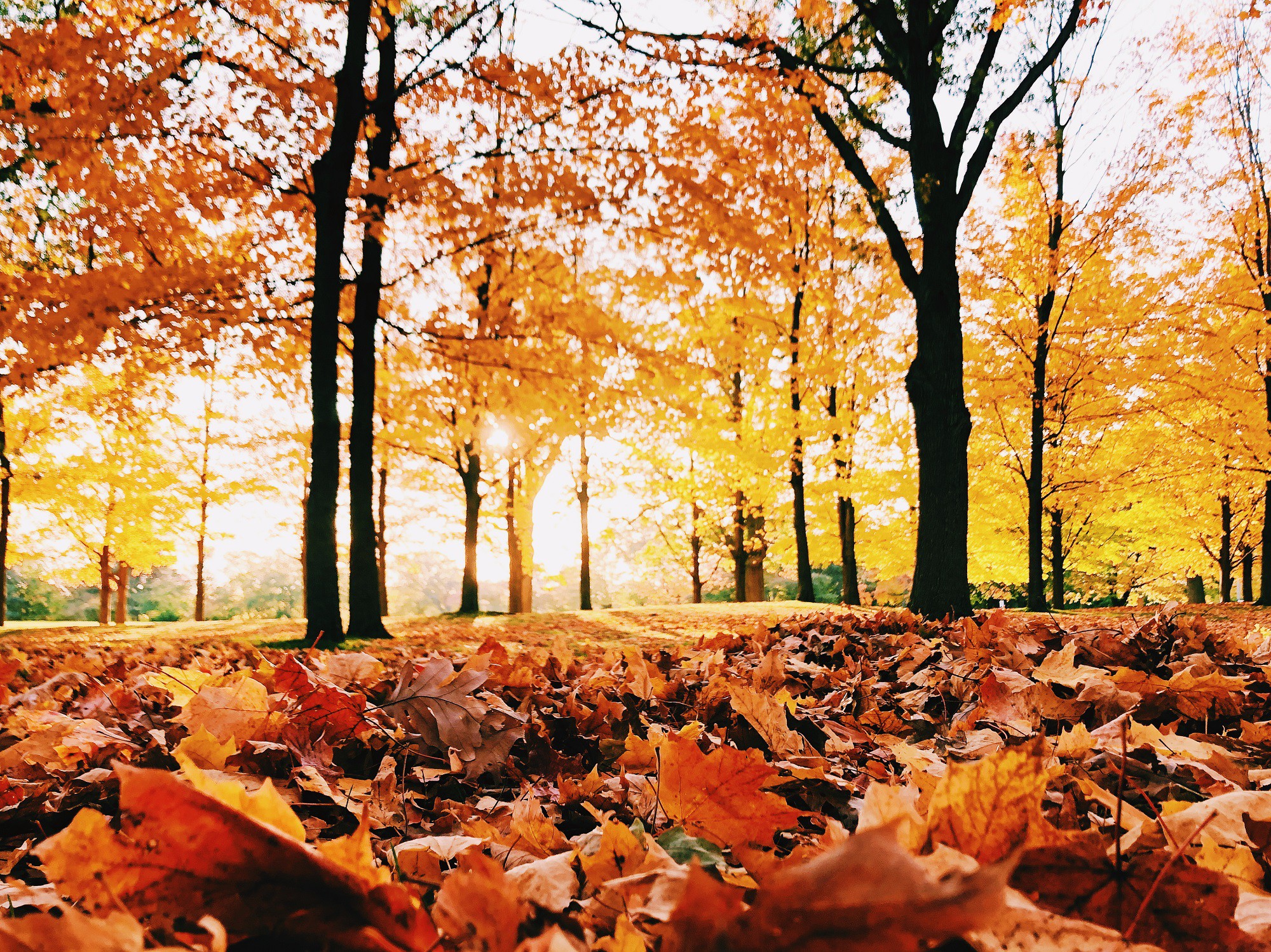 Mùa thu là mùa của lá phong, khi chúng bắt đầu chuyển sang màu đỏ rực rỡ. Hãy thưởng thức những hình ảnh tuyệt đẹp về lá phong mùa thu để đắm mình trong sắc màu tự nhiên và tình cảm của mùa thu.