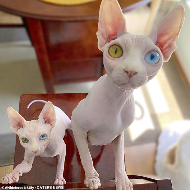 Cặp mèo mắt khác nhau: \