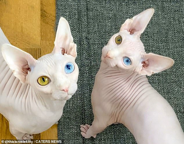 Cặp mèo với 2 màu mắt khác nhau gây bão mạng xã hội - Báo Người ...