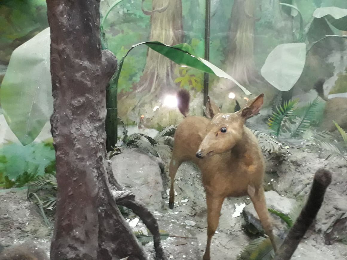 Giảm giá Bộ tranh đính đá 5D tự làm hình khu rừng với muôn thú đẹp mắt   BeeCost