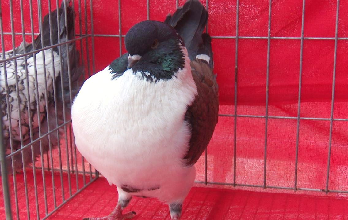 Hội nuôi chim bồ câu nhà các giống chim bồ câu cảnh (kiểng) phổ biến