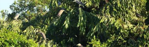 Ly kỳ vụ án khu vườn có ma ở Vĩnh Long