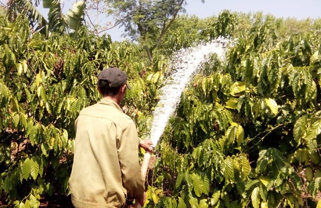 Nhiều chủ vườn lao đao vì cà phê mất mùa, rớt giá - Ảnh 1.