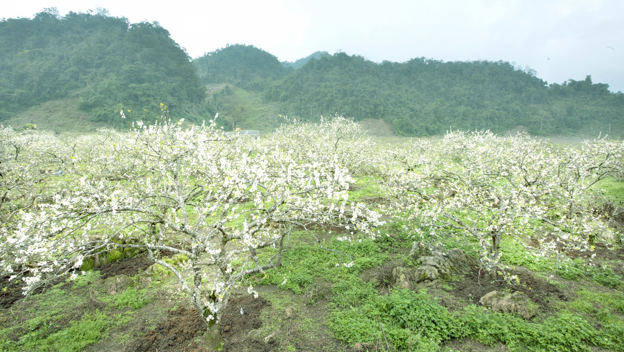 Thung lũng Nà Ka – Mùa hoa mận nở - Báo Người lao động