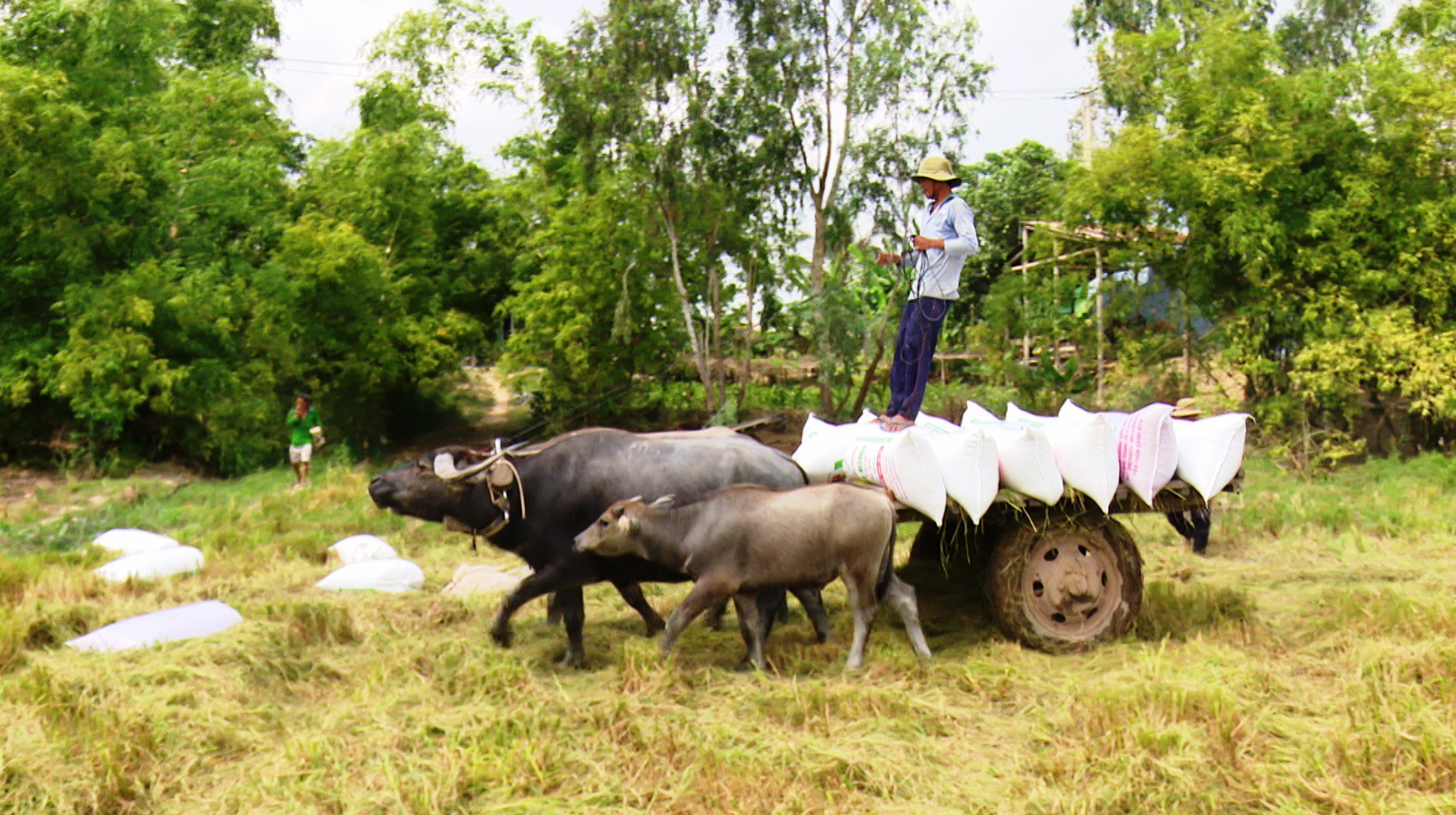 Trâu kéo lúa ở miền Tây giữ lại nét văn hóa nông nghiệp Nam bộ ...