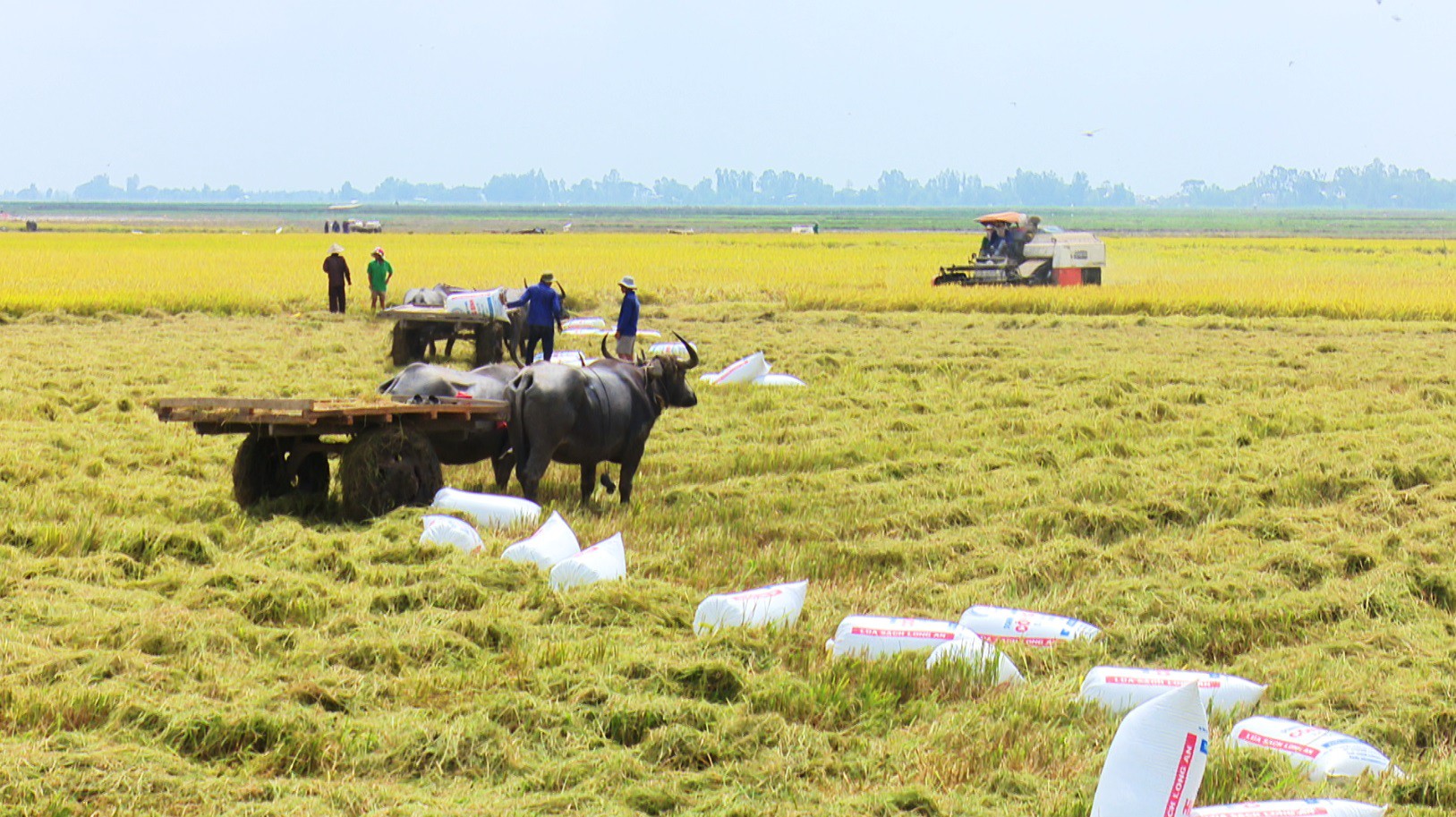 Trâu kéo lúa ở miền Tây giữ lại nét văn hóa nông nghiệp Nam bộ ...