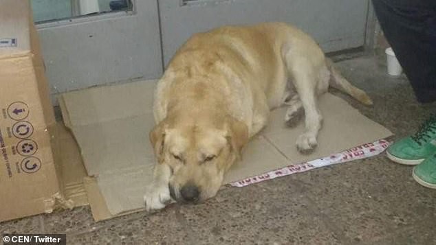 Chó trung thành chờ chủ đã chết hơn 1 tuần trước bệnh viện - Ảnh 2.