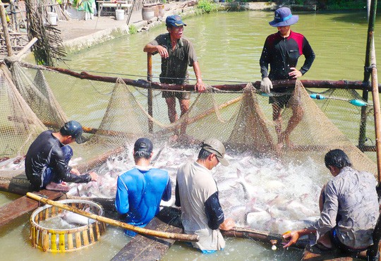 Trung Quốc chuộng mua cá tra qua sàn thương mại điện tử