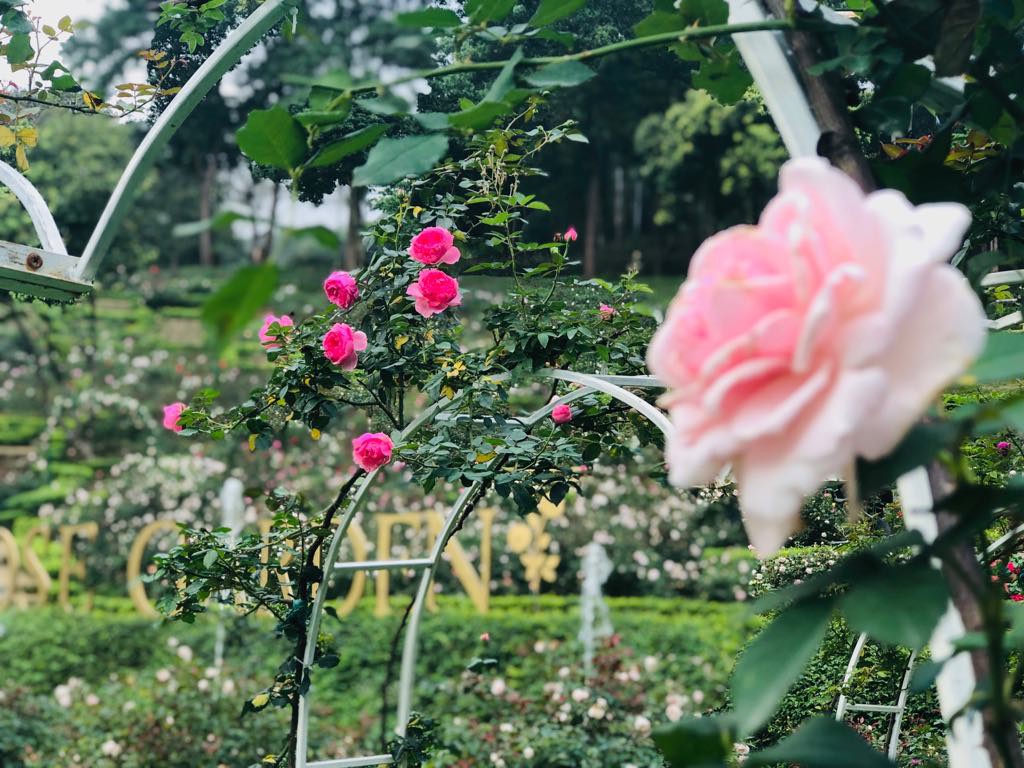 Khám phá Những vườn hoa hồng đẹp ở Việt Nam Được chụp ảnh tuyệt đẹp