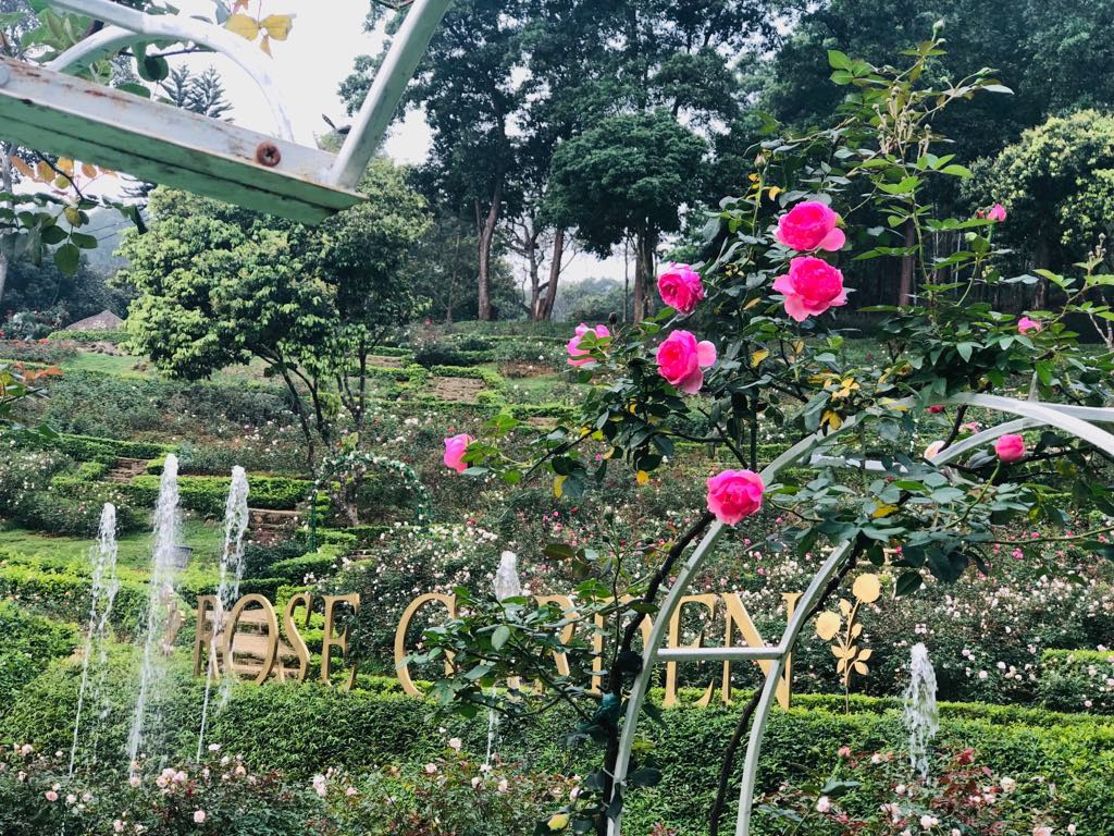 Sững Sờ Trước Vườn Hồng 3 5 Ha Tuyệt đẹp Vừa Nhận Kỷ Lục Việt Nam Bao Người Lao động