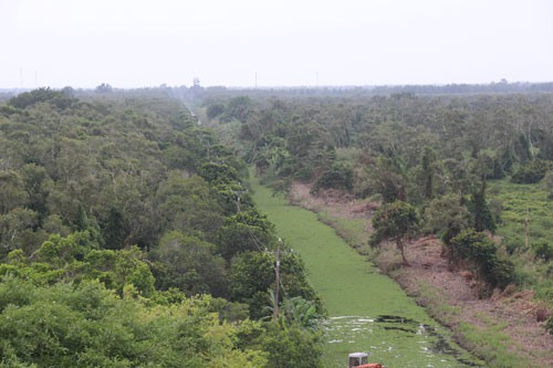Hàng ngàn hecta rừng ở Cà Mau có nguy cơ cháy - Ảnh 1.
