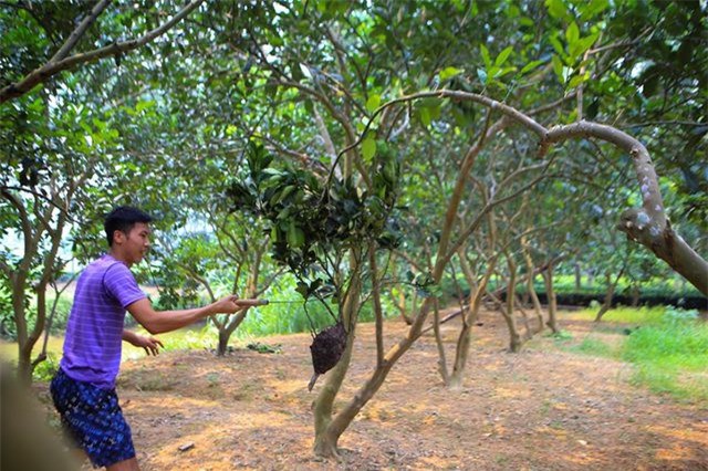 Săn trứng kiến làm món ăn đặc sản ở ngoại thành Hà Nội - Ảnh 3.
