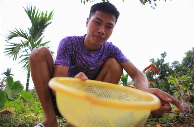 Săn trứng kiến làm món ăn đặc sản ở ngoại thành Hà Nội - Ảnh 7.