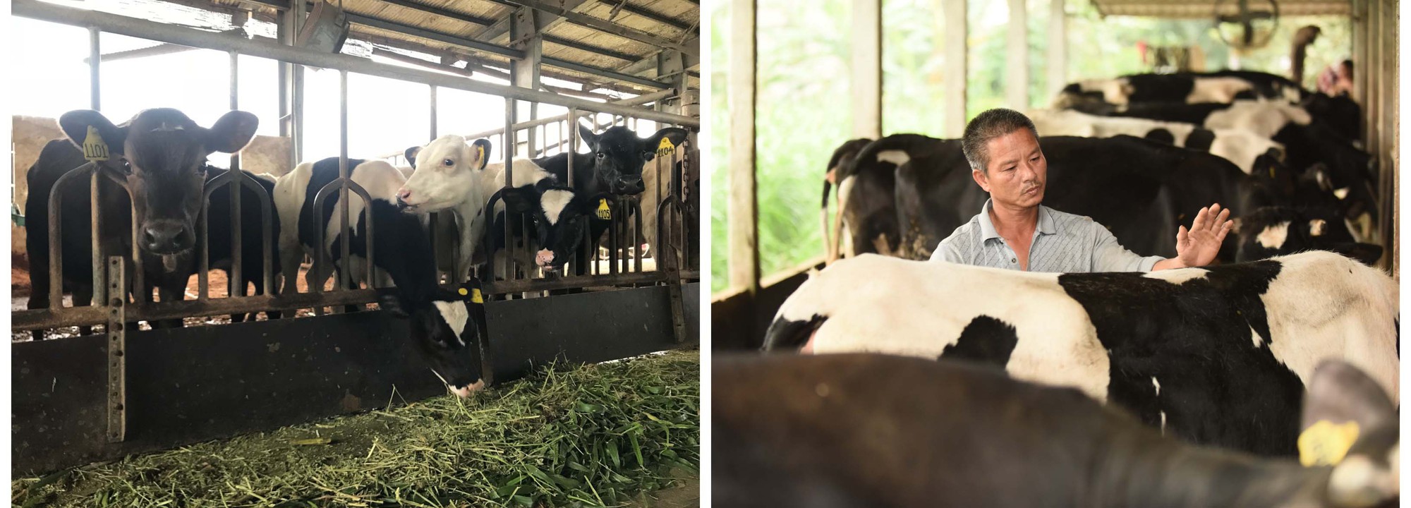 Chất lượng chuẩn Hà Lan trong từng hộp sữa - Ảnh 2.