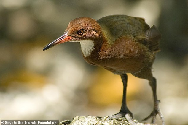 Bí ẩn loài chim xuất hiện sau 136.000 năm tuyệt chủng - Ảnh 3.
