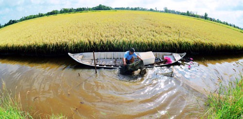 Mô hình sinh thái Ruộng lúa bờ hoa  TRỒNG RAU LÀM VƯỜNTRONG RAU LAM  VUONDỊCH VỤ QUÀ TẶNGQUÀ TẶNG HANDMADE