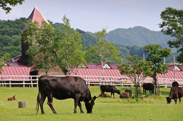 Chú trọng chăn nuôi bò sữa để chủ động nguồn nguyên liệu