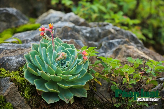 Hoa sen đá là loài hoa độc đáo sống trên các vách đá, nơi không phải loài hoa nào cũng có thể sống được. Hãy xem hình ảnh liên quan để thấy được sự tinh tế của thiên nhiên khi mang đến cho chúng ta loài hoa đẹp đến ngỡ ngàng và đầy sức sống.