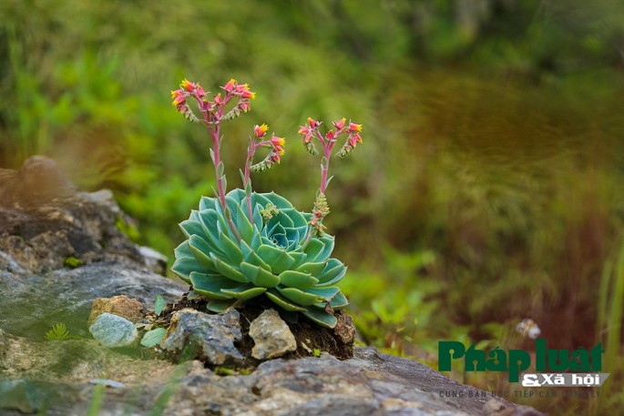 Hoa sen đá: Được biết đến như một biểu tượng của sự thanh cao, hoa sen đá được tạo nên từ những tảng đá trơn láng, tuyệt đẹp và sống động. Hãy cùng chiêm ngưỡng vẻ đẹp của hoa sen đá trong hình ảnh.