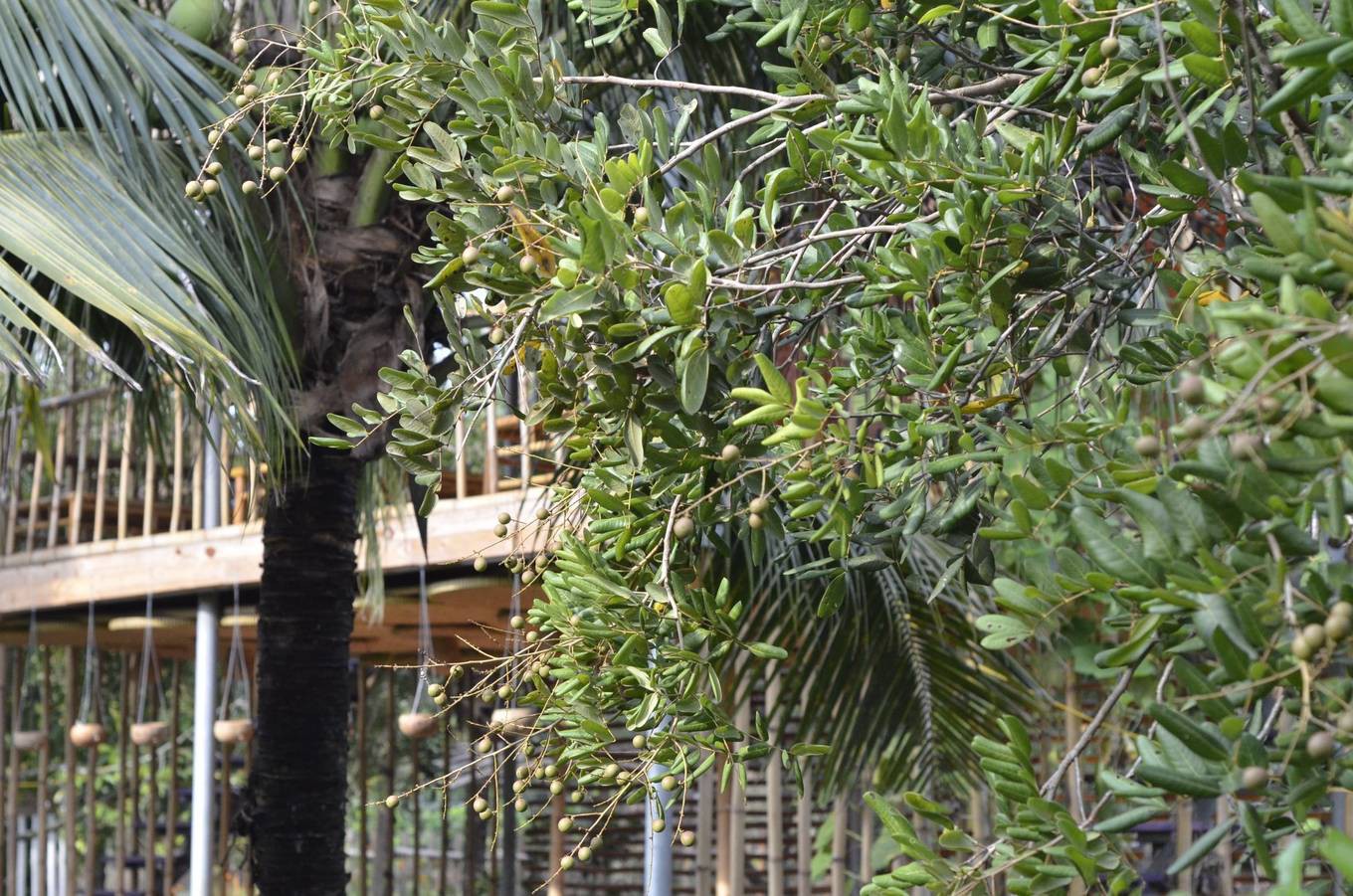 Homestay kiểu nhà tranh giữa vườn trái cây ở Tiền Giang - Ảnh 5.