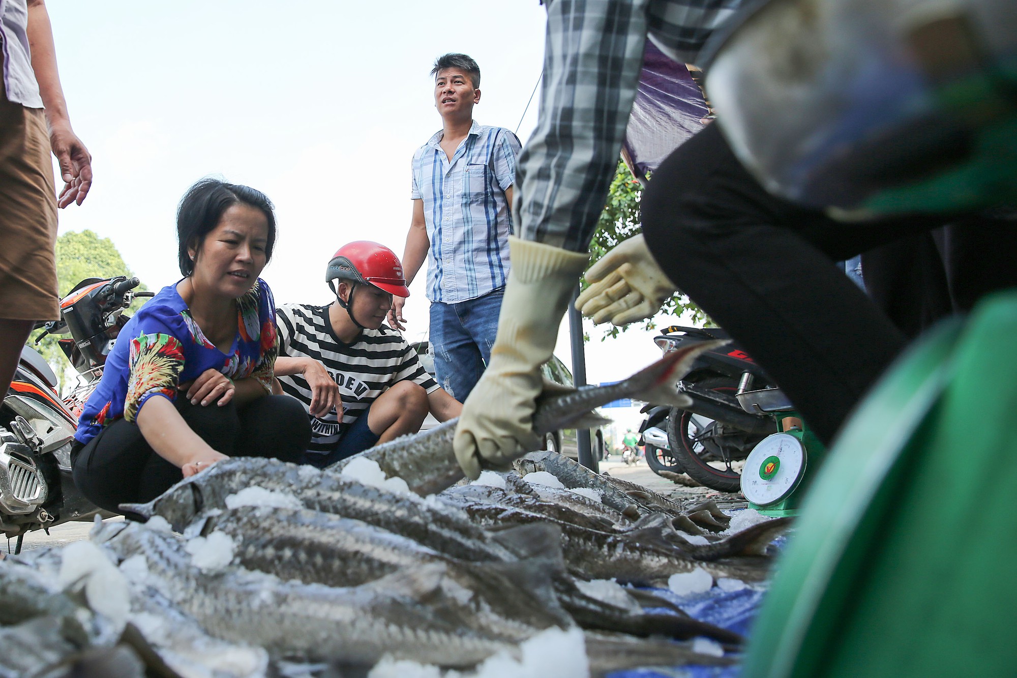 Người dân TP HCM chen nhau mua cá tầm bị ngộp nước - Ảnh 11.