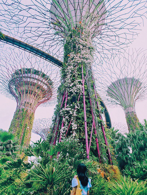 Từ mưa trong nhà đến nấc thang lên thiên đường, ra mà xem Singapore ngát xanh này! - Ảnh 5.