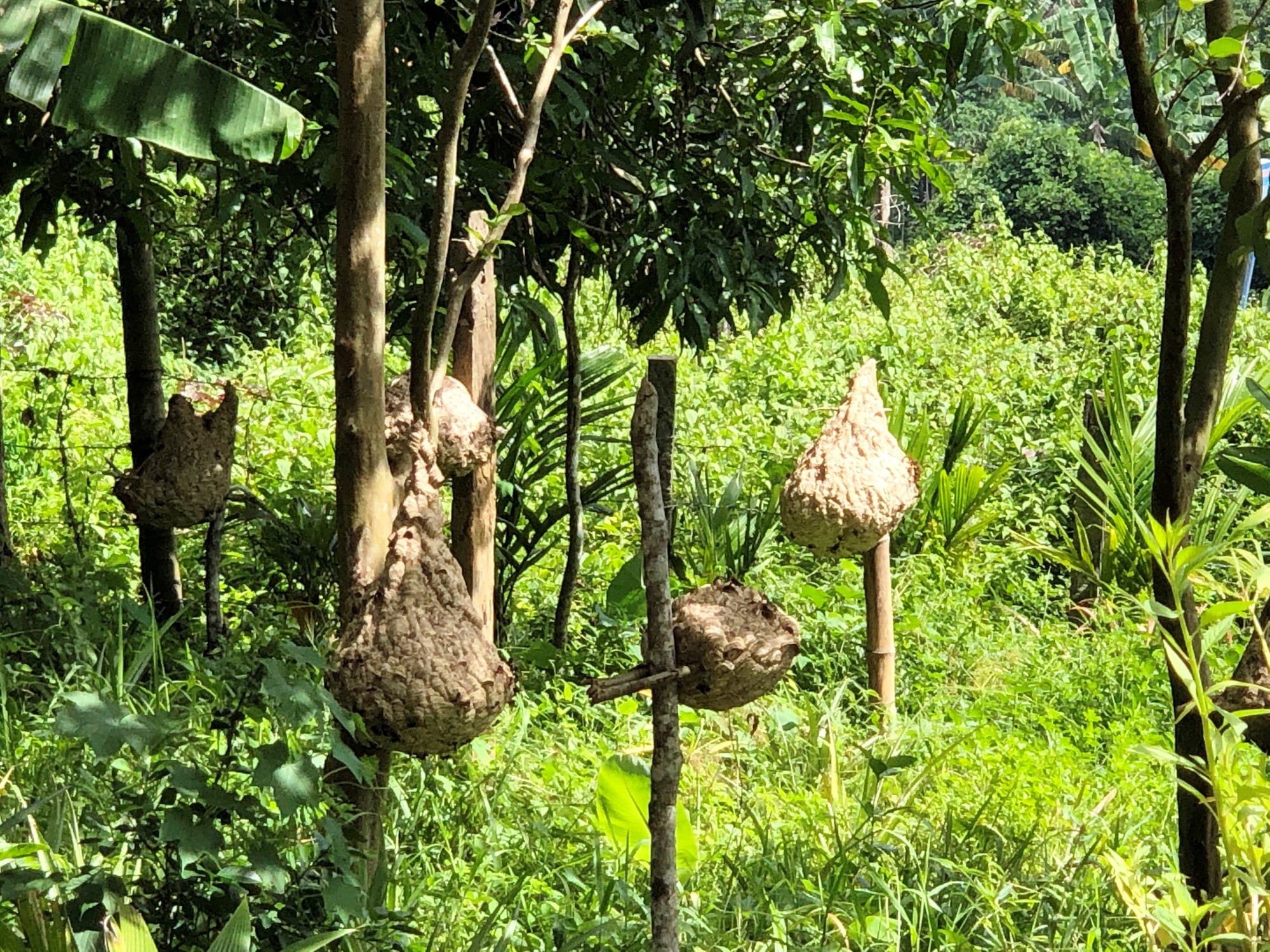 Hãy xem đoạn video này về ong “tử thần” có tên khoa học là Vespa mandarinia, được phát hiện tại Việt Nam gần đây. Chúng có thể gây chết người nếu bị chích và đang được lưu thông rộng rãi trên các trang mạng xã hội. Tuy nhiên, đây là một loài ong tự nhiên không ảnh hưởng đến việc nuôi ong vò vẽ tại nhà.