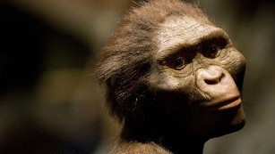 Phát hiện khuôn mặt mới của tổ tiên loài người 3,9 triệu tuổi - Ảnh 2.