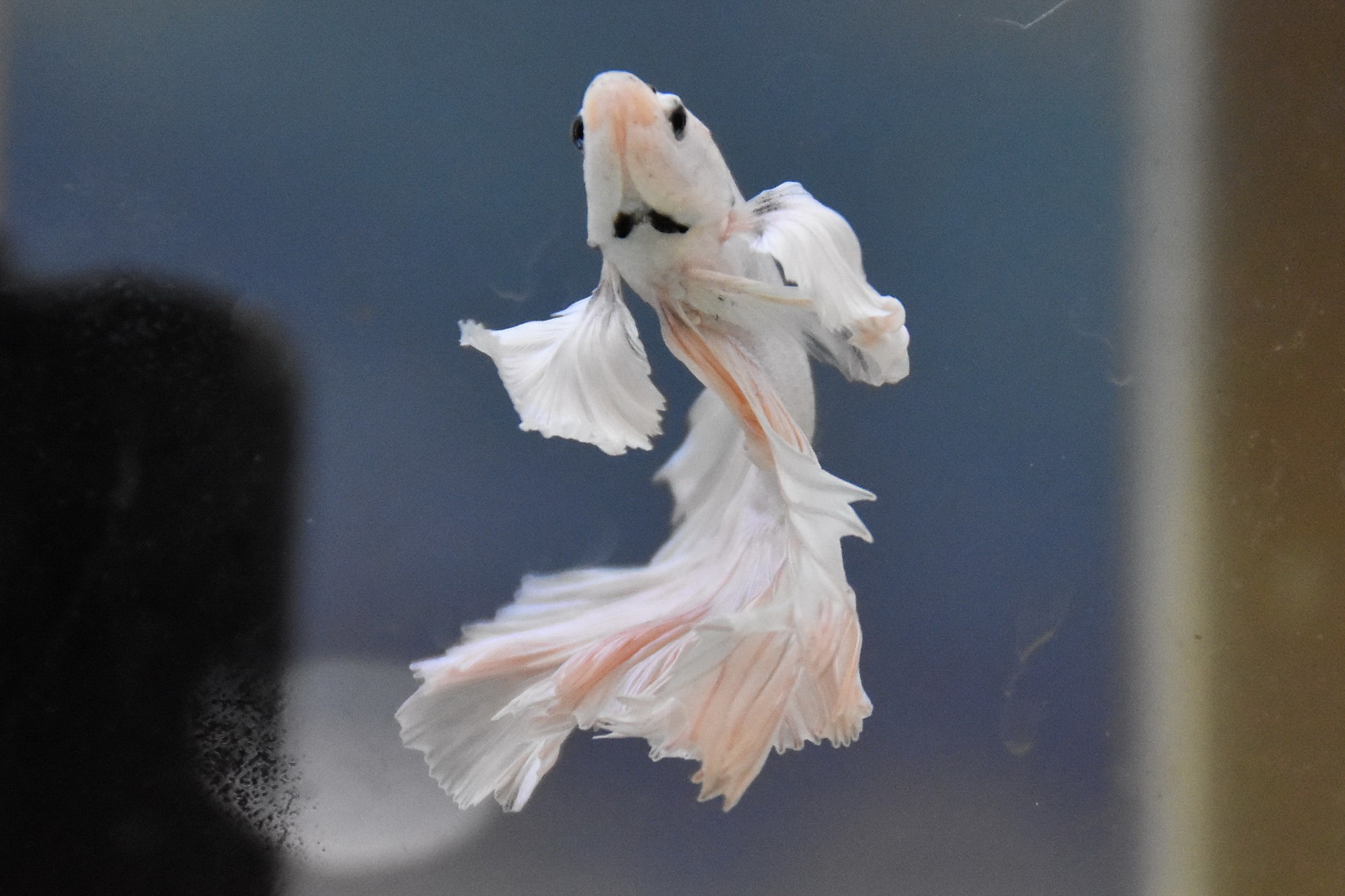 Cả trăm loài cá cảnh đủ sắc màu hút hồn dân chơi thủy sinh ở TP HCM - Ảnh 17.