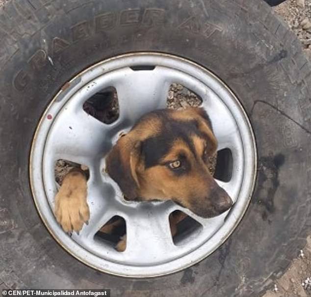 Freeing the dog whose head got stuck in the middle of the wheel - Photo 1.