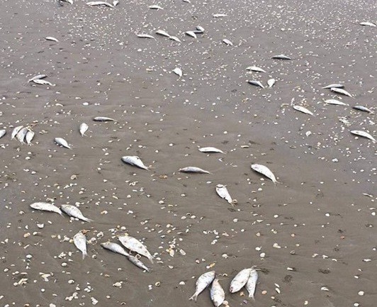 Hàng tấn cá chết trôi dạt kéo dài 4 km dọc bờ biển Hà Tĩnh - Ảnh 1.