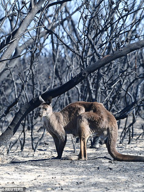 Úc: Động vật trên đảo quý hiếm Kangaroo bị tàn sát - Ảnh 2.