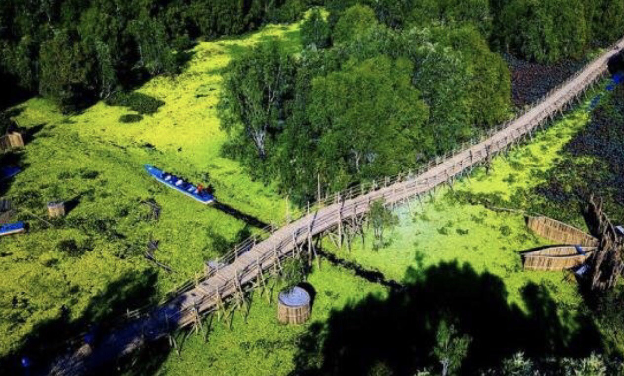 Ngỡ ngàng chiếc cầu tre dài nhất Việt Nam nằm giữa rừng tràm - Báo ...