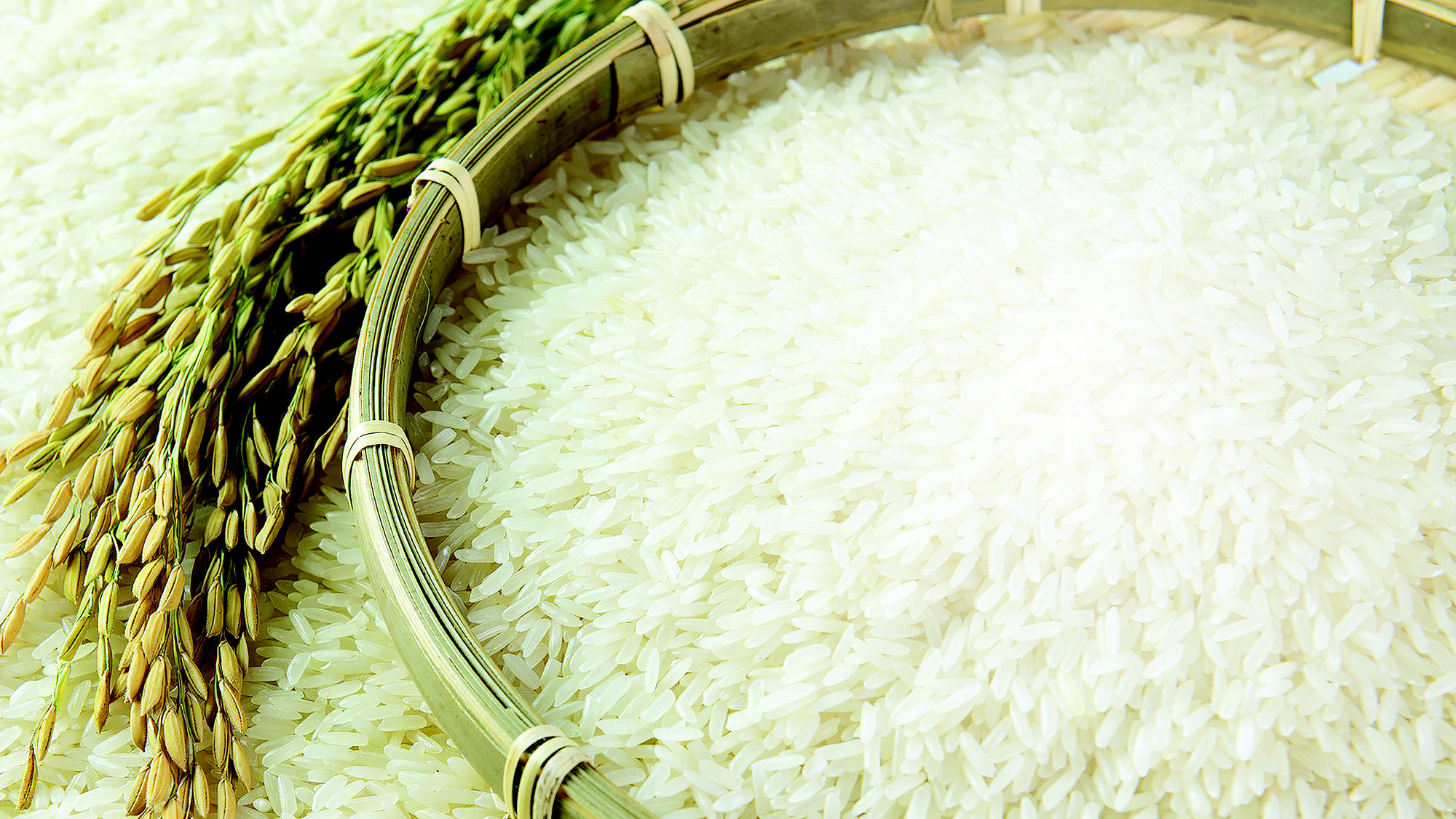Gạo là gì và có gửi đi châu Âu được hay không?