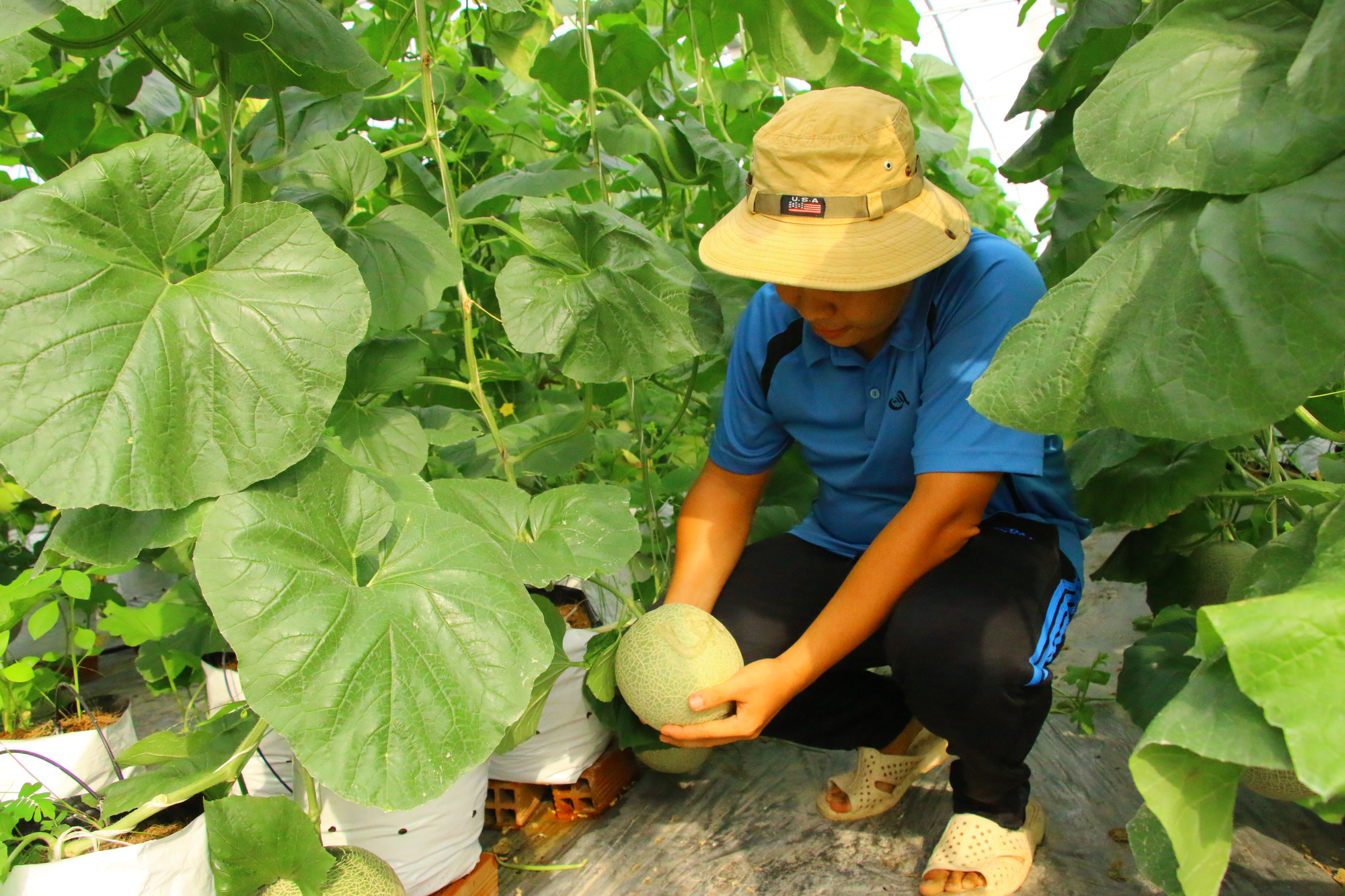 Dưa lưới sạch khắc chữ thư pháp không đủ hàng cung ứng dịp Tết - Ảnh 1.