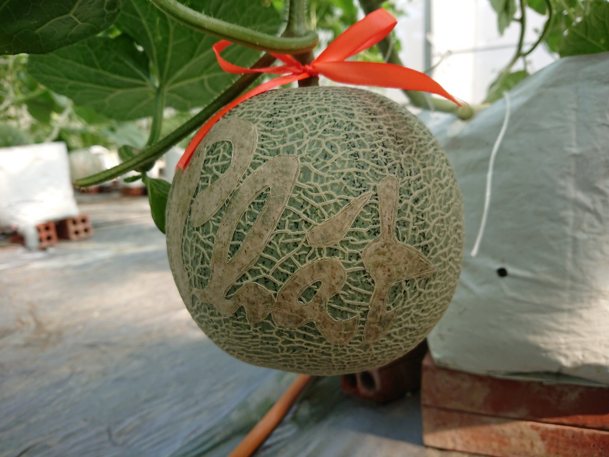 Dưa lưới sạch khắc chữ thư pháp không đủ hàng cung ứng dịp Tết - Ảnh 3.
