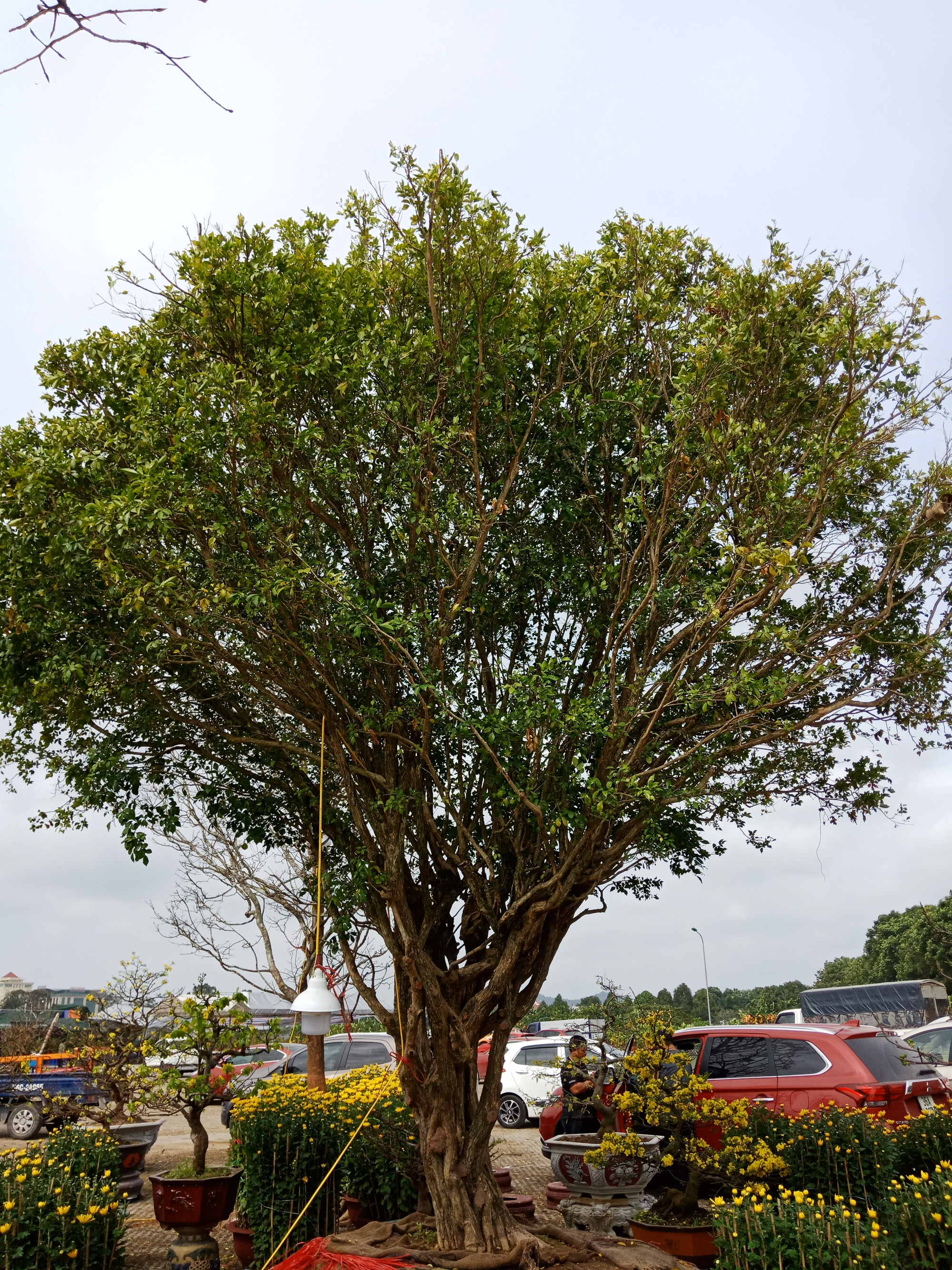 cây nguyệt quế - bán mua trồng Cây Nguyệt Quế cổ thụ Hoa Thơm, Giá Tốt