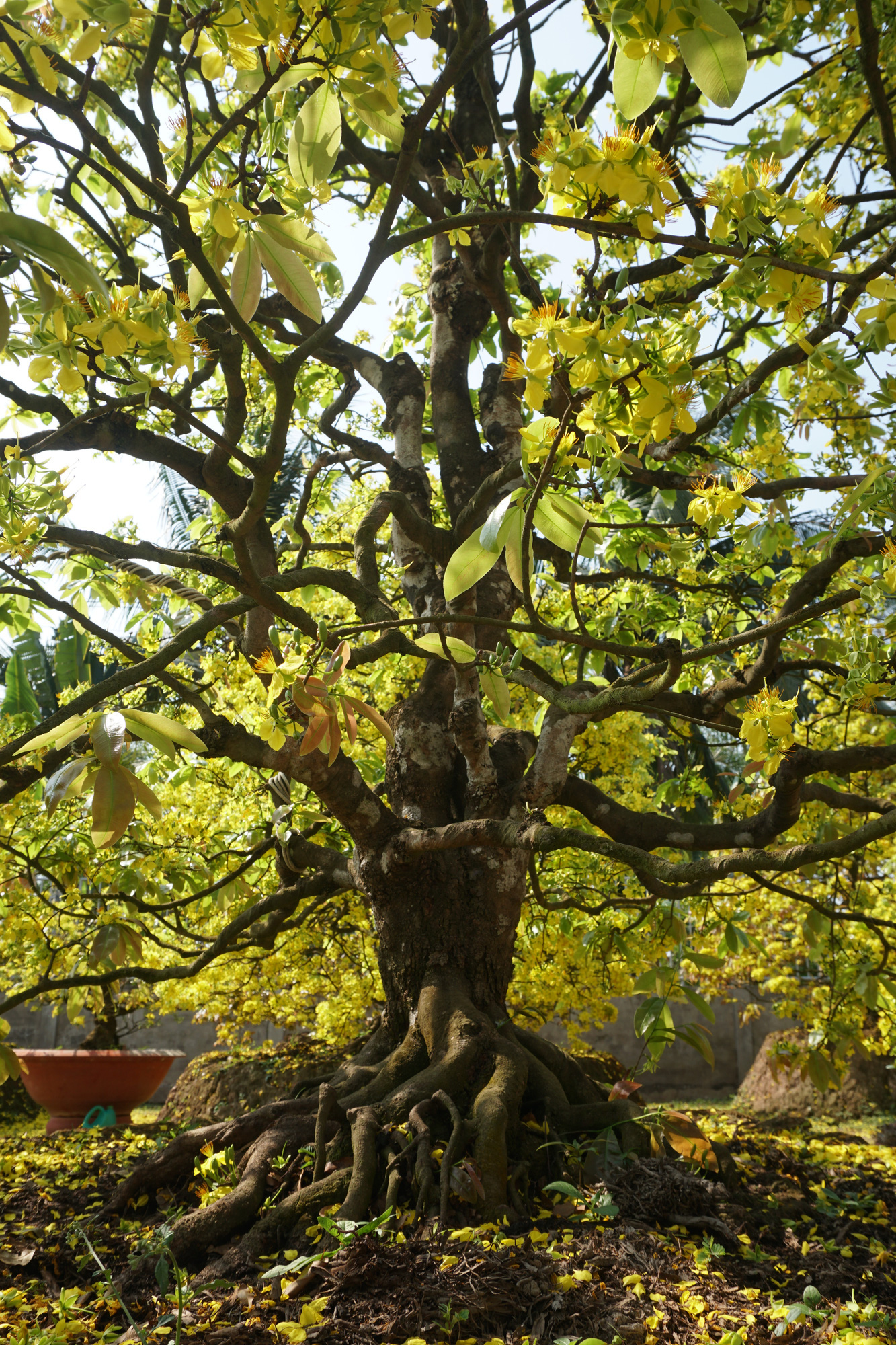 Cây mai cổ: Cây mai cổ là loài cây được coi là trưởng thành và đầy sức mạnh. Với hình dáng và màu sắc độc đáo, cây mai cổ chắc chắn sẽ làm say đắm lòng người. Hãy xem hình ảnh đẹp của cây mai cổ để cùng khám phá vẻ đẹp ấn tượng của loài cây này.