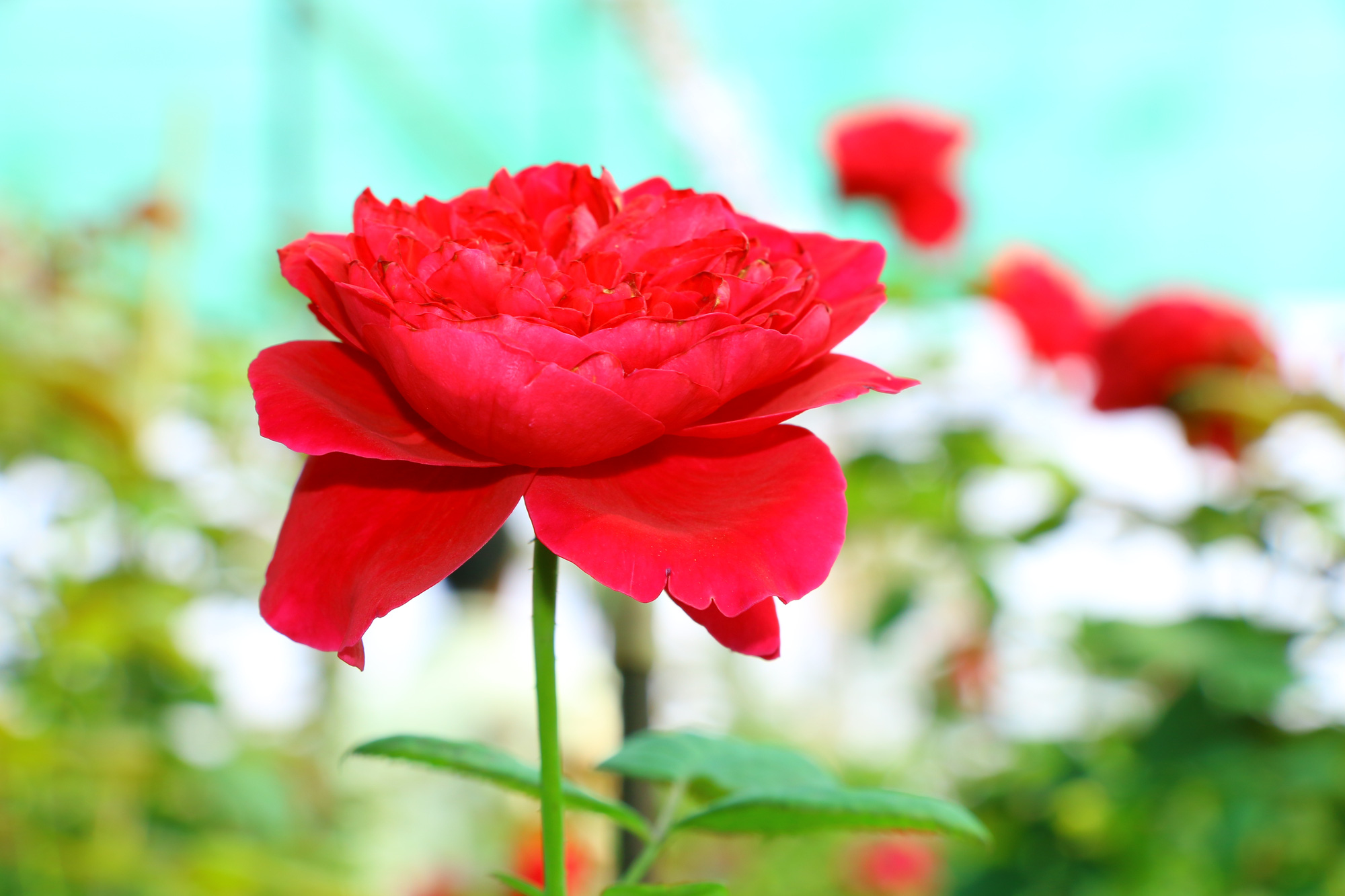 Ngất ngây” với vườn hoa hồng Pháp tuyệt đẹp được tham quan miễn ...