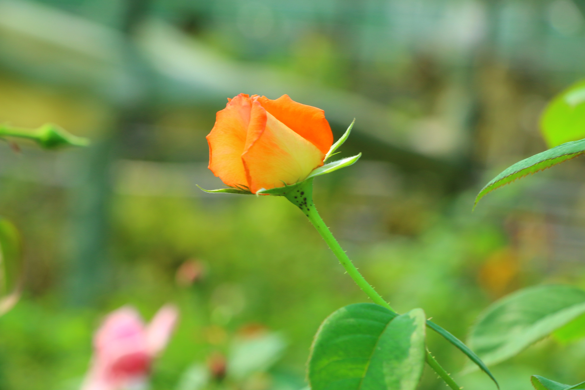 Tận hưởng vẻ đẹp tuyệt vời của vườn hoa hồng Pháp qua hình ảnh này. Vườn hoa hồng Pháp hấp dẫn và tinh tế, với những cánh hoa mỏng manh và hương thơm ngọt ngào, khiến bạn không thể rời mắt khỏi chúng. Hãy thưởng thức trọn vẹn sự đẹp của vườn hoa hồng Pháp.